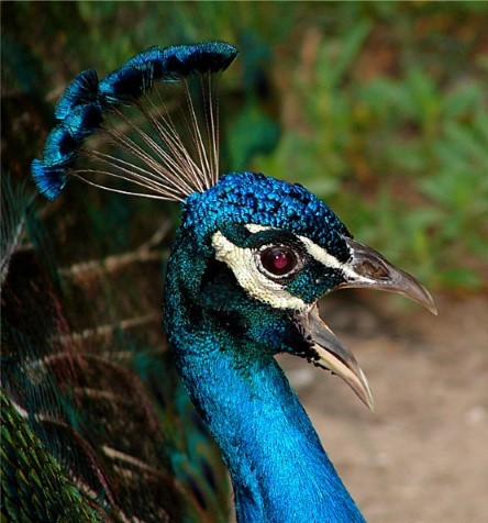 Surprised peacock is surprised